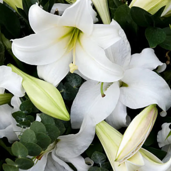 Flor funeraria de lilium blanco